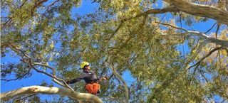 Poda y tala de arboles