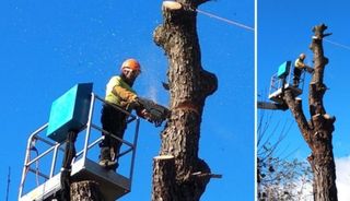 Poda y tala de arboles