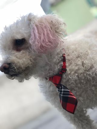 Cuidado y paseo de perros