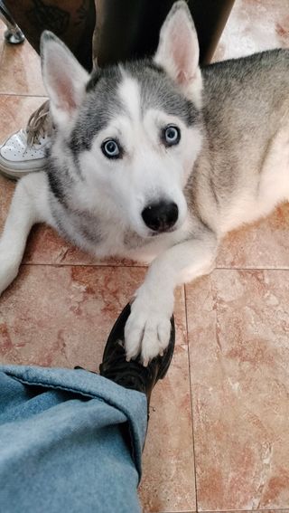 Cuidado y paseo de perros