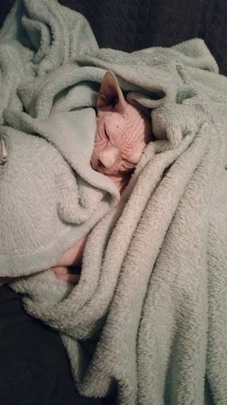 Cuidado y paseo de perros