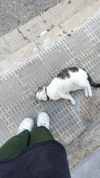 Cuidado y paseo de perros