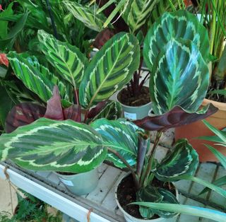 Calathea