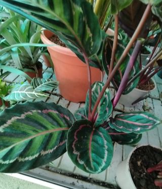 Calathea
