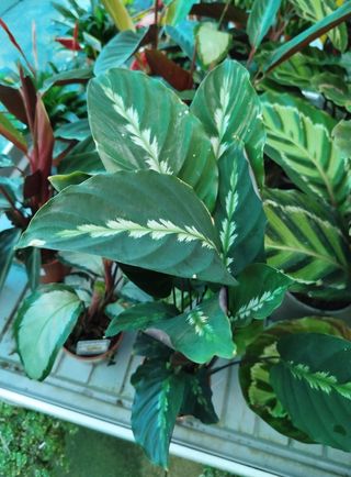 Calathea