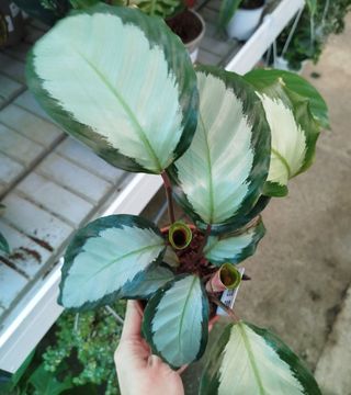 Calathea
