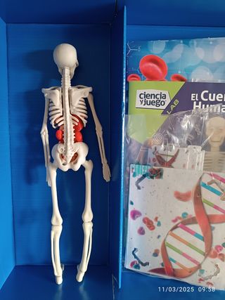 Juego El cuerpo humano