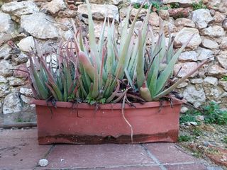 Planta Aloe Vera