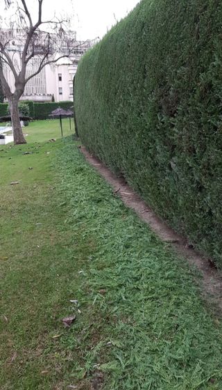 JARDINERO PROFESIONAL 