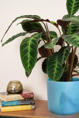 Elho vaso 22 cm The Ocean collection blu