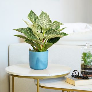 Elho vaso 22 cm The Ocean collection blu