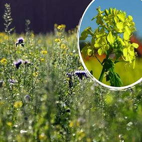 Semillas de Mostaza ecológicas 1 Kg.