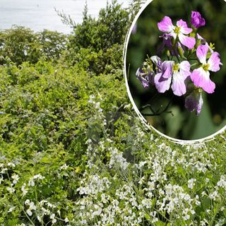 Semillas de Rábano Forrajero 1 Kg