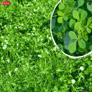 Semillas de Trébol de Alejandría 10 Kg.