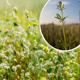 Semillas de Trigo Sarraceno 1 Kg