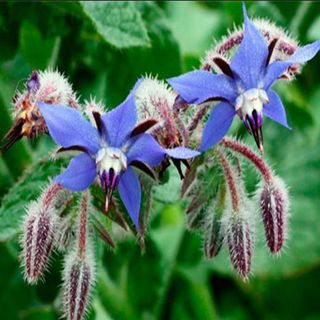 Semillas de Borraja 10 gramos.