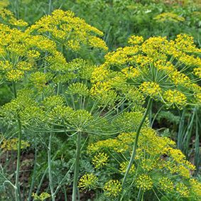 Semillas de Eneldo 50 gramos.