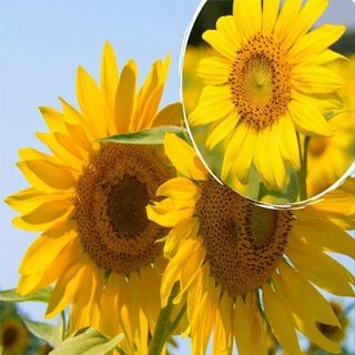 Semillas de Girasol de Flor Ecológicas 50 gramos