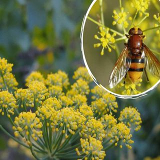 Semillas de Hinojo 50 gramos.