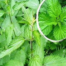 Semillas de Ortiga ecológica 10 gramos.