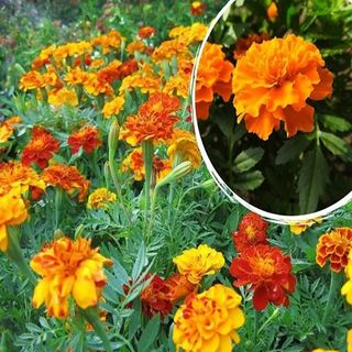 Semillas de Tagetes Pátula 50 gramos.