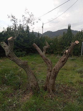 Venta de olivos hornamental