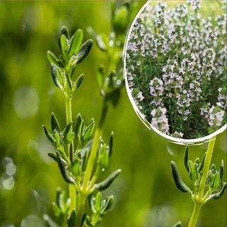 Semillas de Tomillo ecológicas 5 gramos.