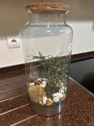 Invernadero terrario plantas