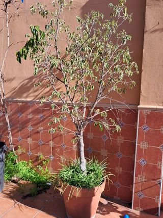Macetón con arbol