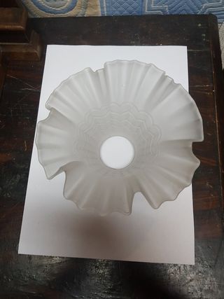 Tulipa antigua rizada.  Perfecto