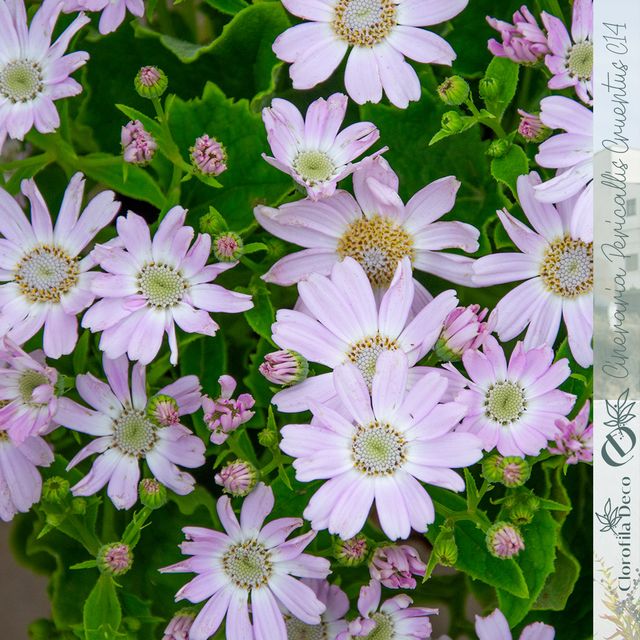 Cineraria Pericallis Mix ØC14cm Cineraria Cruentus