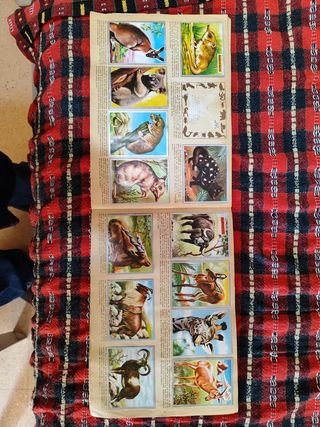 Lote 3 album Anim Zoología España