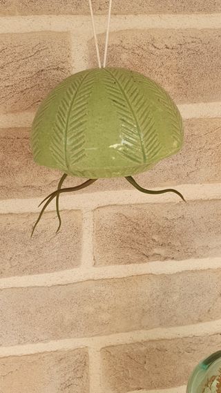 Vaso ceramica tillandsia