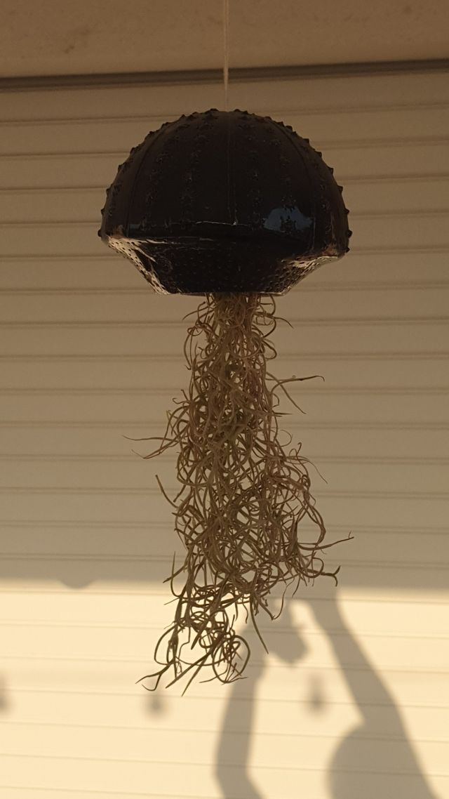 Vaso in ceramica per tillandsia