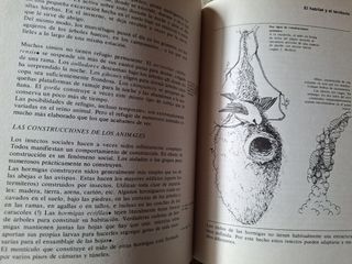 ANIMAL Y EL HOMBRE, EL (Spanish Edition)