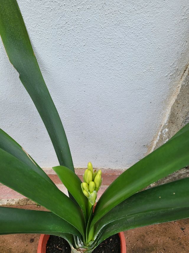 Clivia naranja con capullo