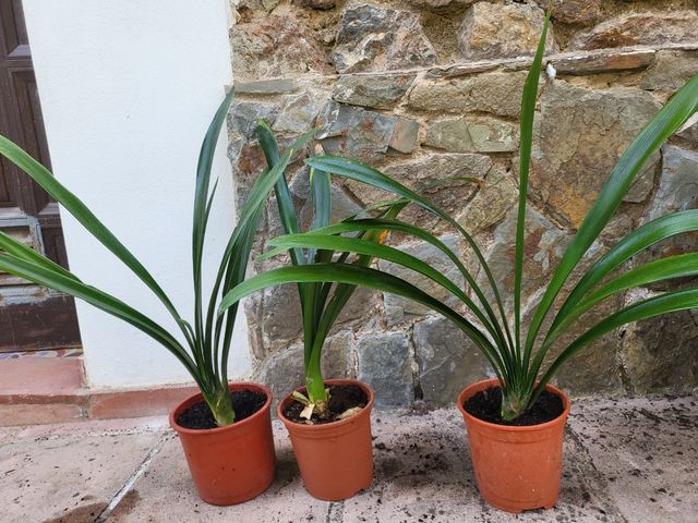 Clivia naranja con capullo