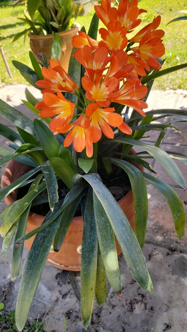 Clivia naranja con capullo