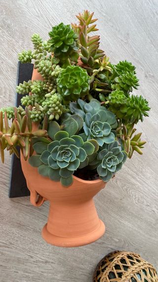 Suculentas, macetas, captus etc ...