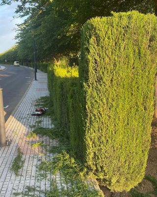 Jardinero económico