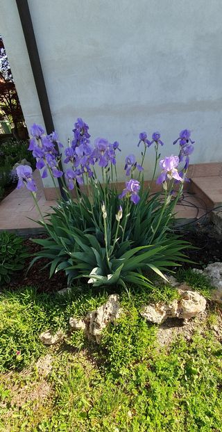 12 rizomi di Iris pallida