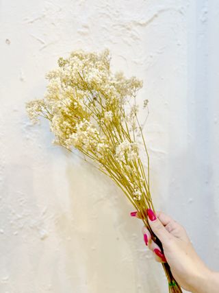 Paniculata preservada Million Star