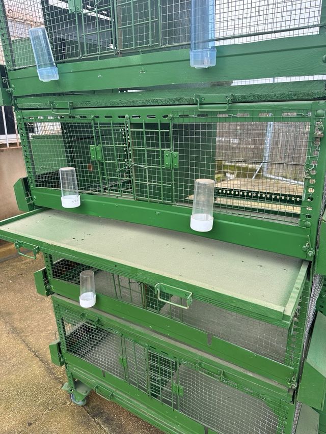 Perdigonera y/o pajarera