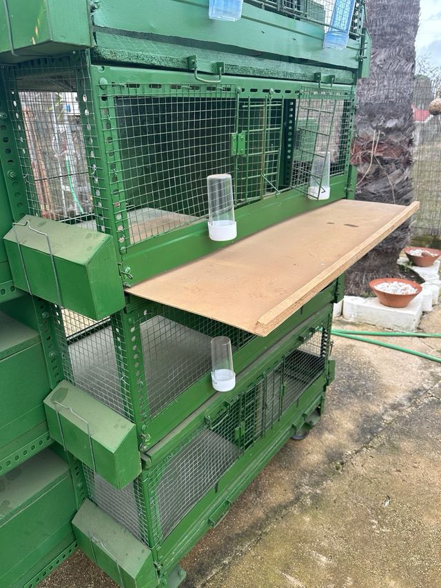 Perdigonera y/o pajarera