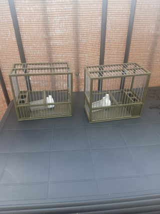 Jaulas pájaros