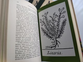 NUESTRAS AMIGAS LAS PLANTAS