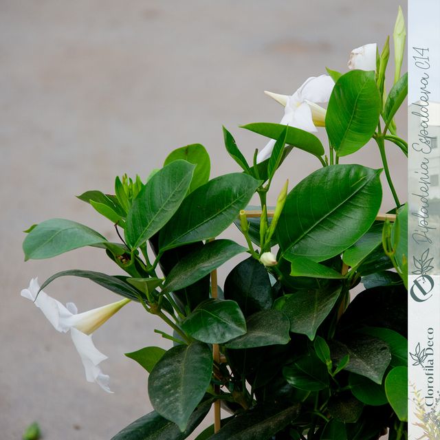 Dipladenia Mix Ø14cm Espaldera · Mandevilla