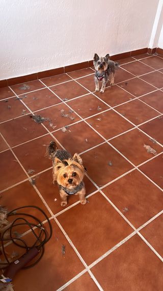 Peluquero canino, paseador canino, cuidado animale