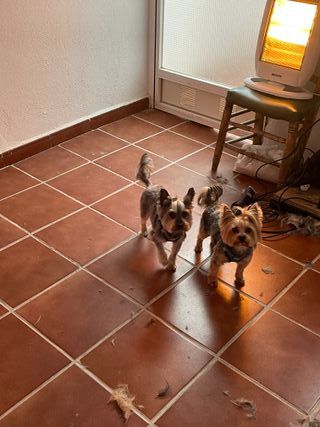 Peluquero canino, paseador canino, cuidado animale