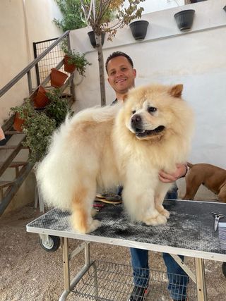 Peluquero canino, paseador canino, cuidado animale